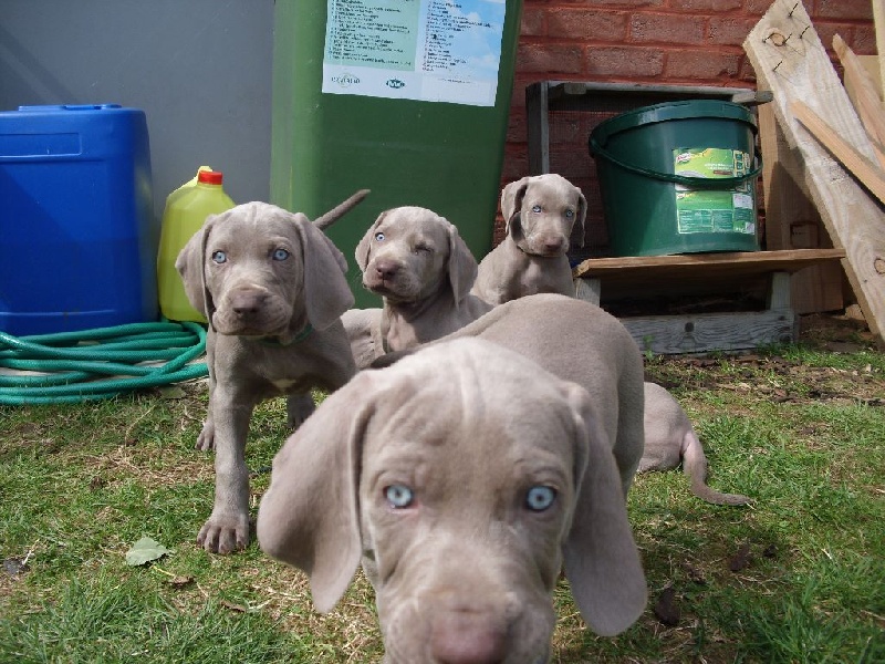 Perle Sauvage - Available Puppies - Braque de Weimar